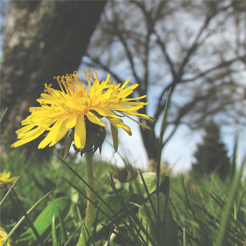 closeup of a bright dandelion flower