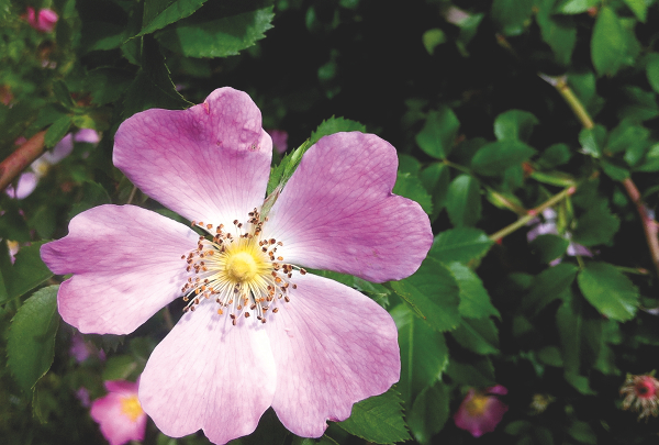 a pink five petaled rose