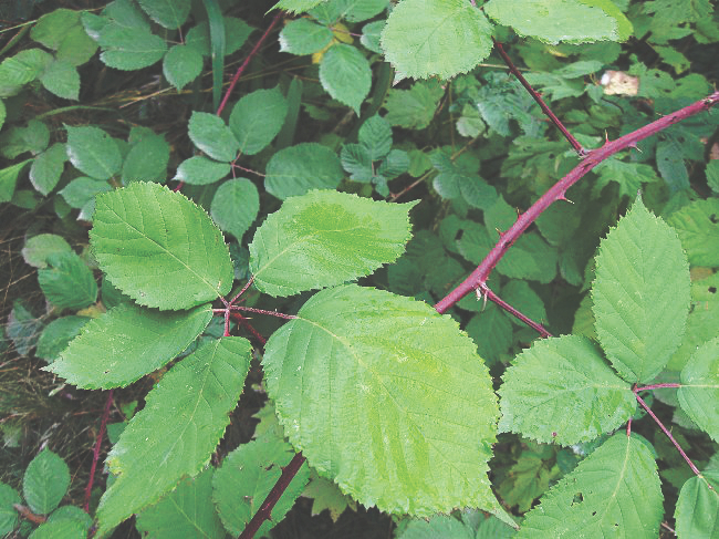 blackberry leaves and prickles