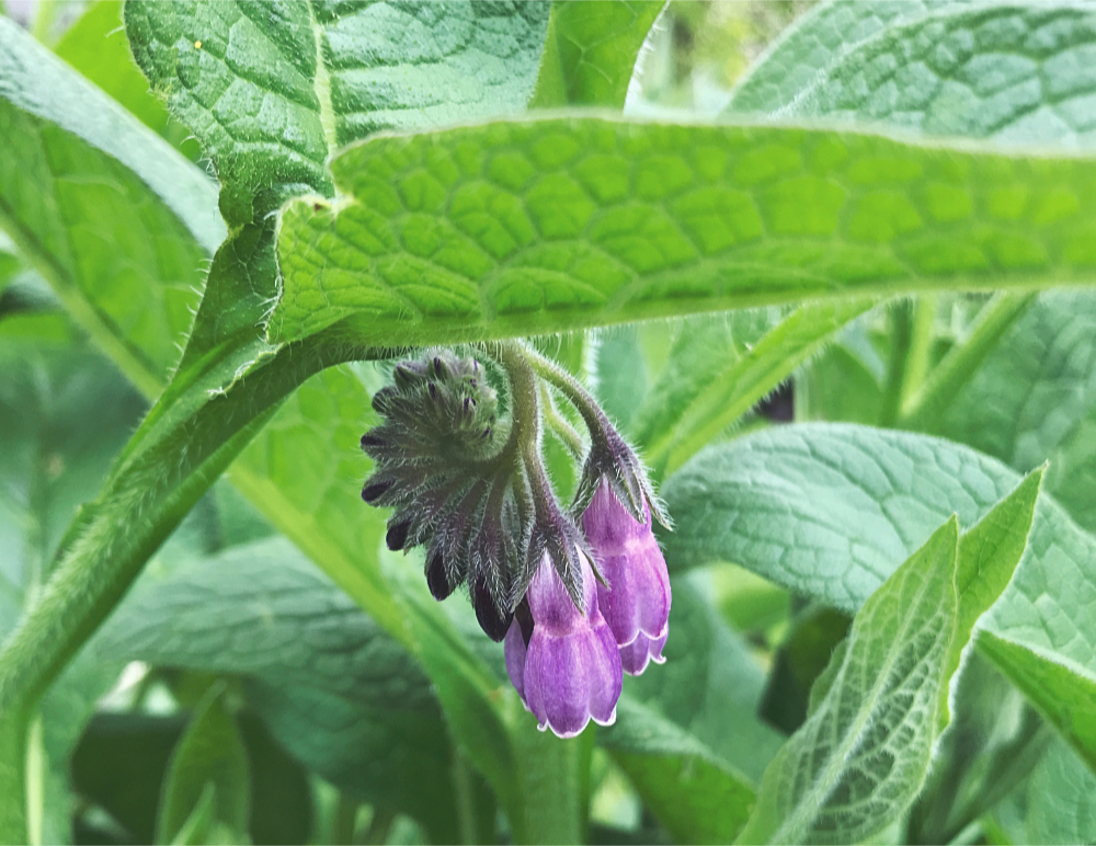 comfrey in flower