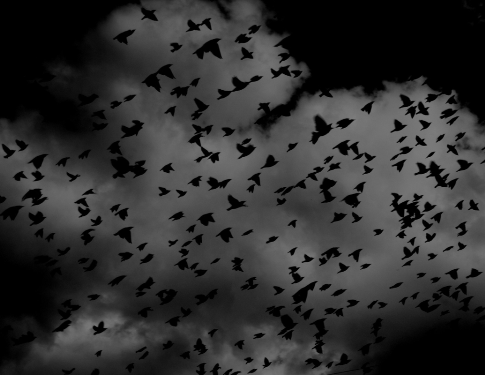 A multitude of black birds against a dark gray sky
