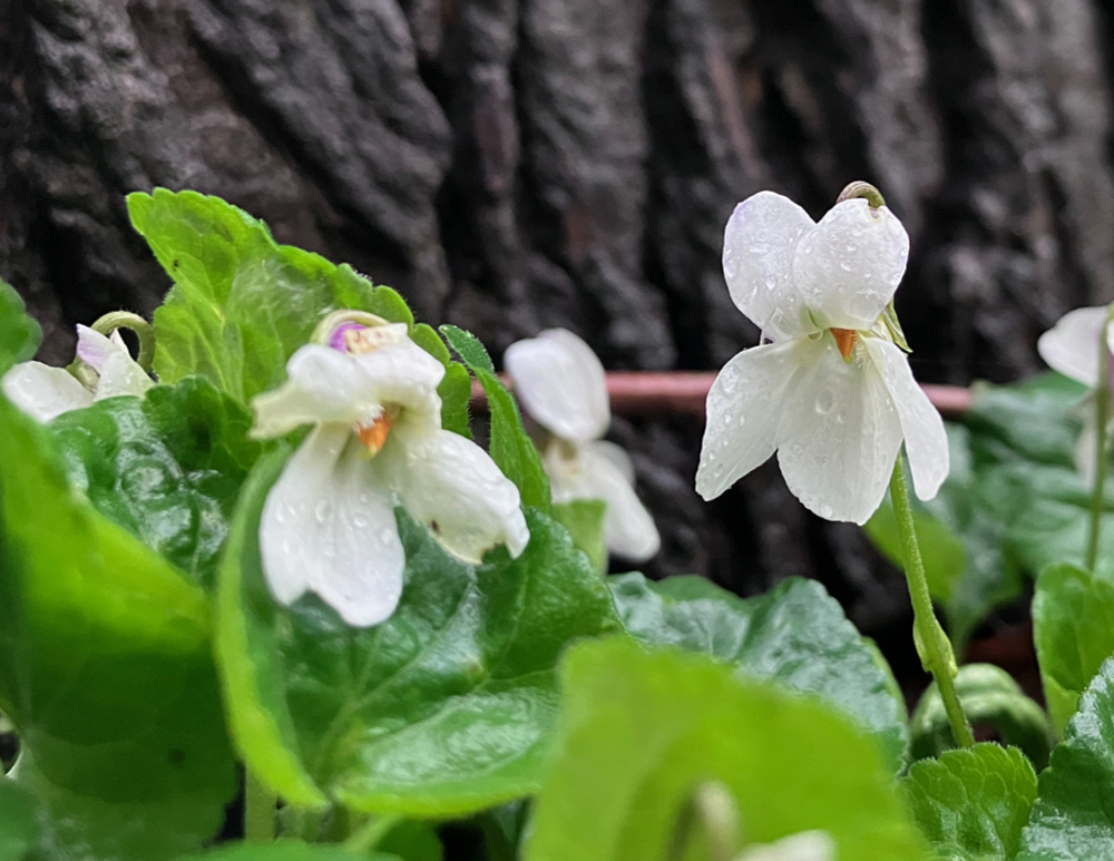 a close up of a white violet flower beaded with rain drops