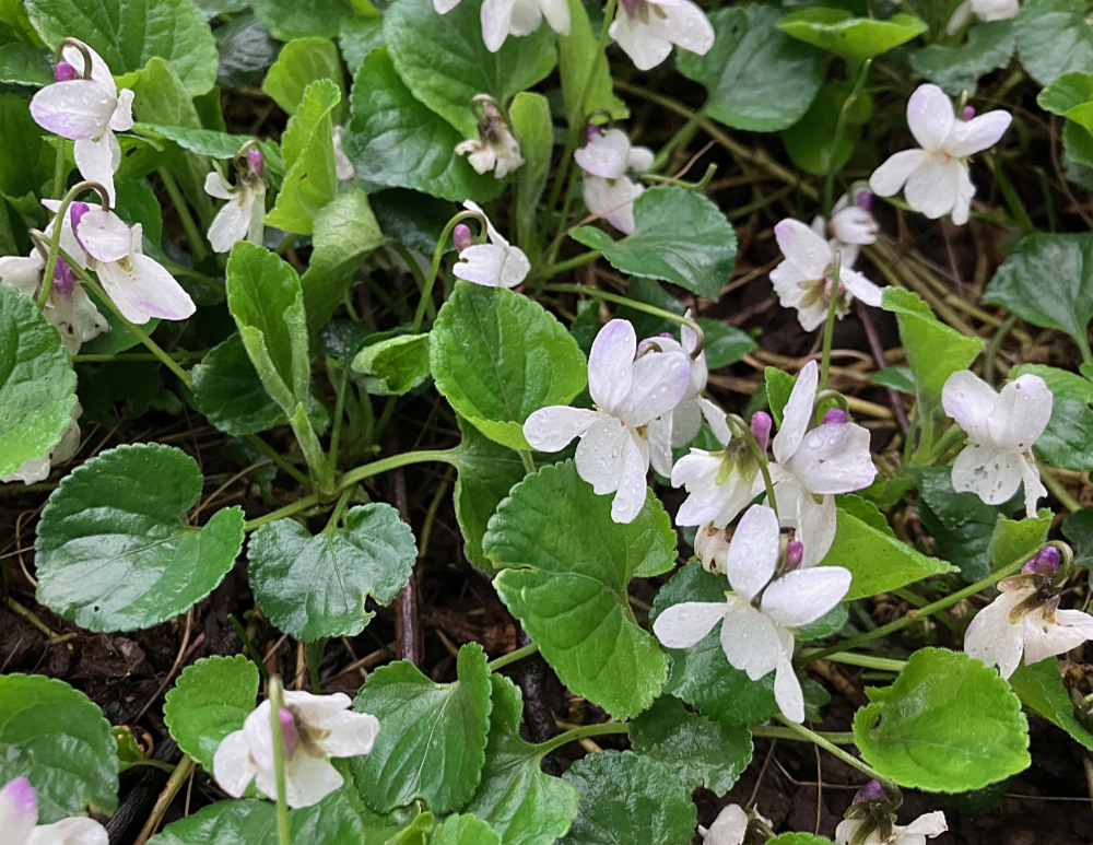 a patch of white violets