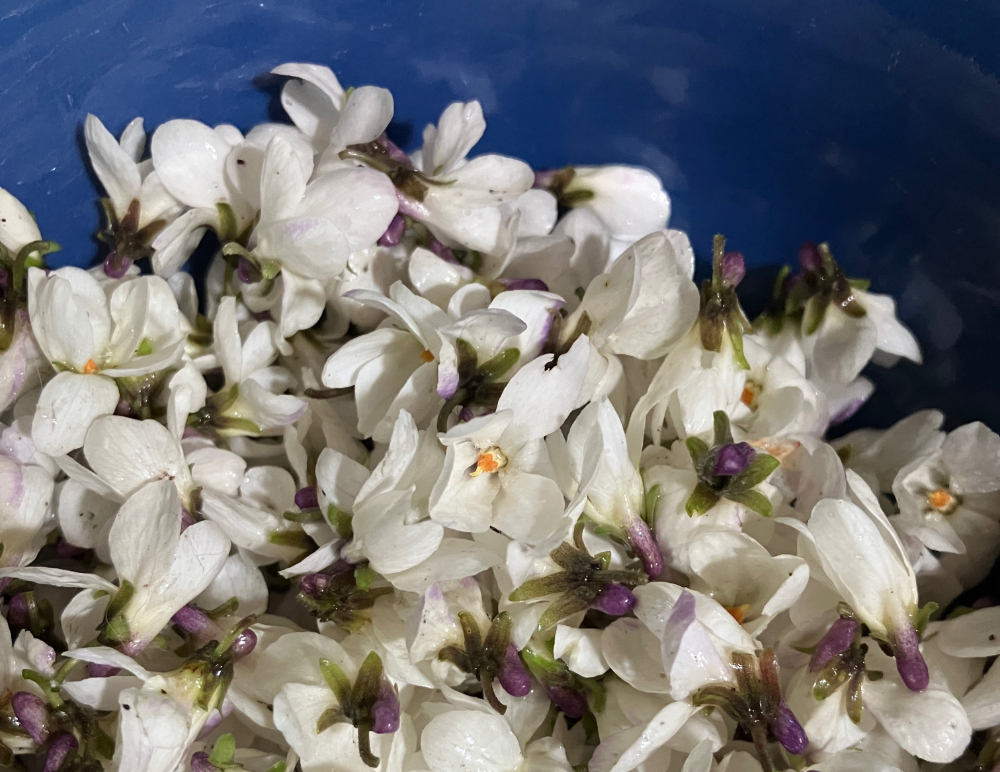 White violets fill a blue bowl