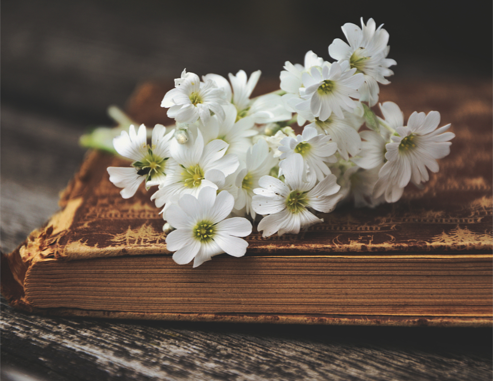 How to Learn about Plant Medicine: Plant Spirit Ally Challenge Day&nbsp;5