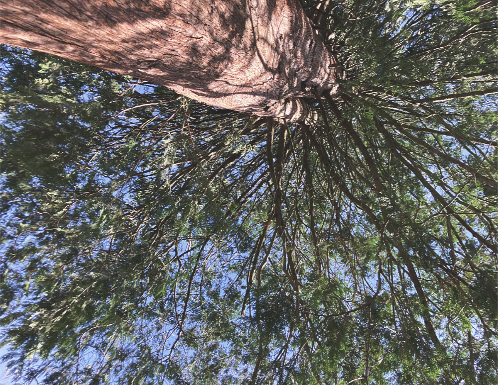 a western red cedar tree viewed from below against a bright blue sky