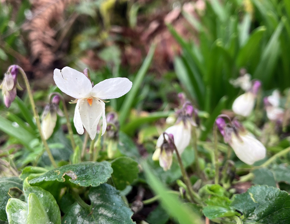 Small white violets blooming in the rain