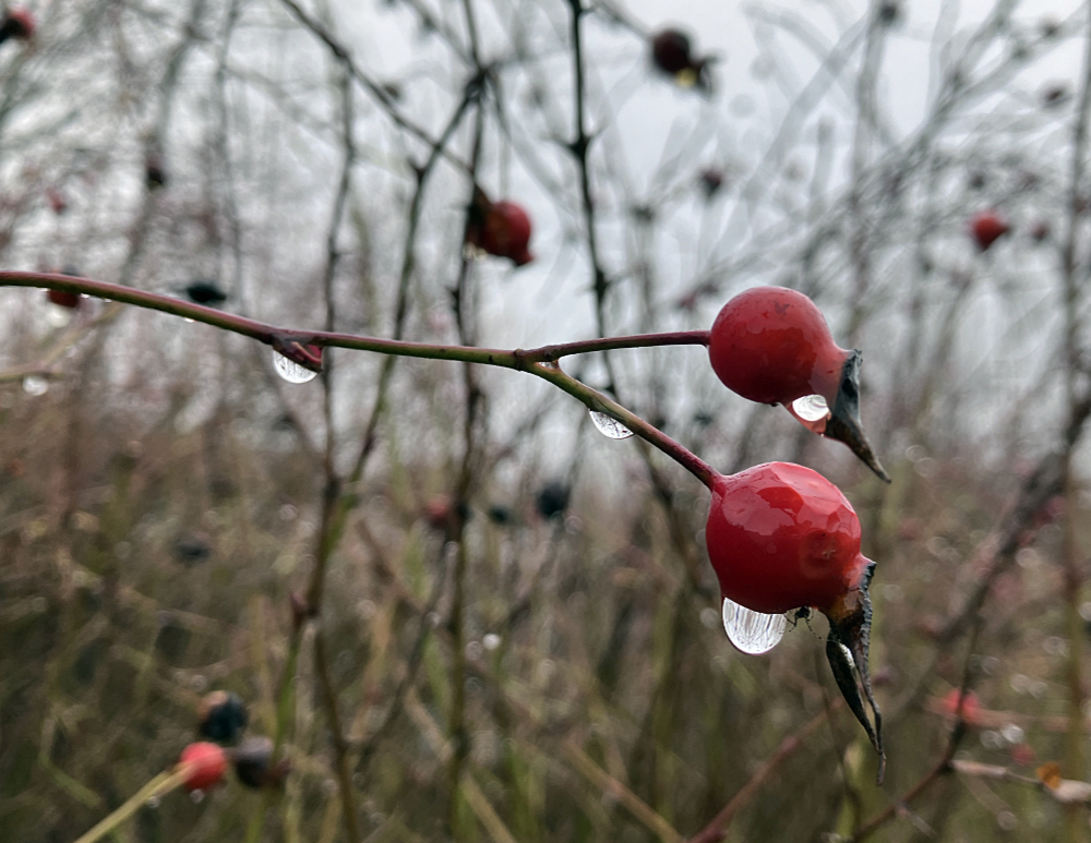 Drops of water hanging from deep red rosehips against bare branches and a cloudy sky