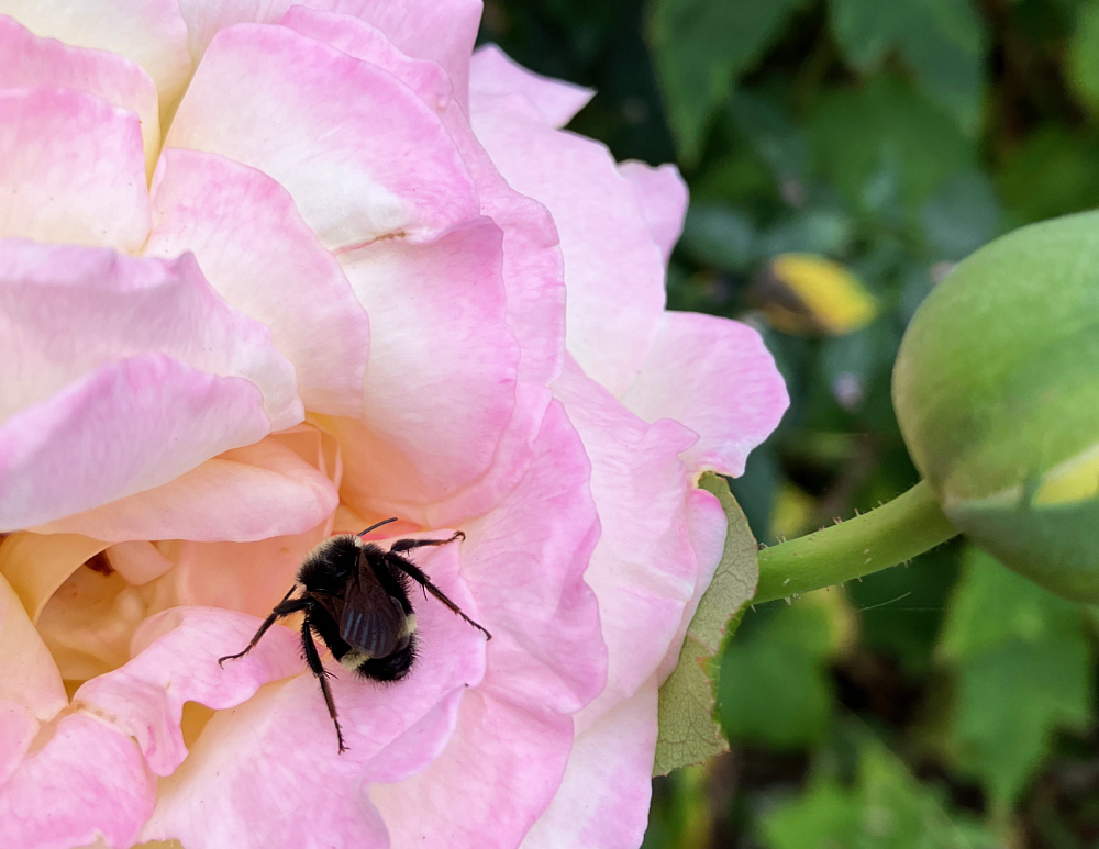A bumblebee with their front half buried in a ruffly pink rose