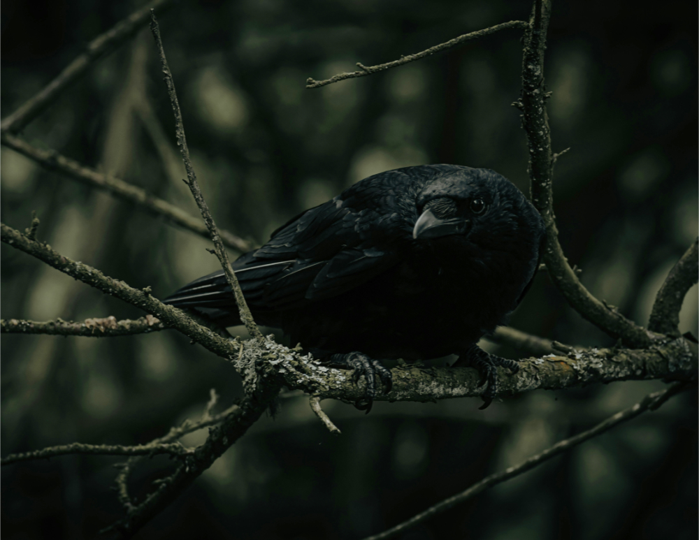 A crow crouchign on a bare branch in a dark forest
