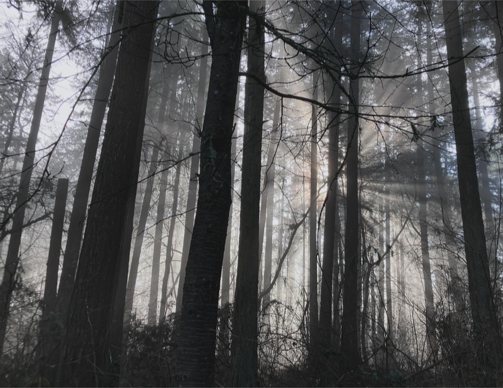 the sun shining through thick fog and dark trees