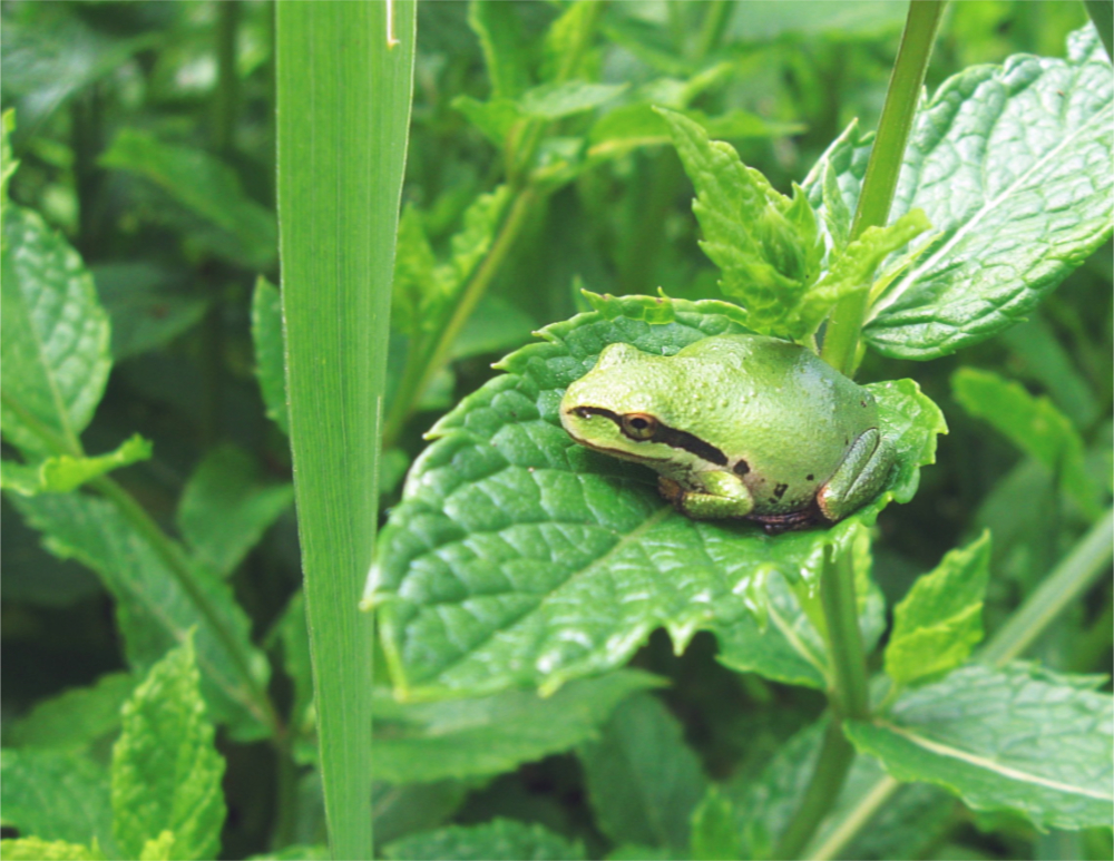 Monday Inspiration: Kissing the&nbsp;Frog