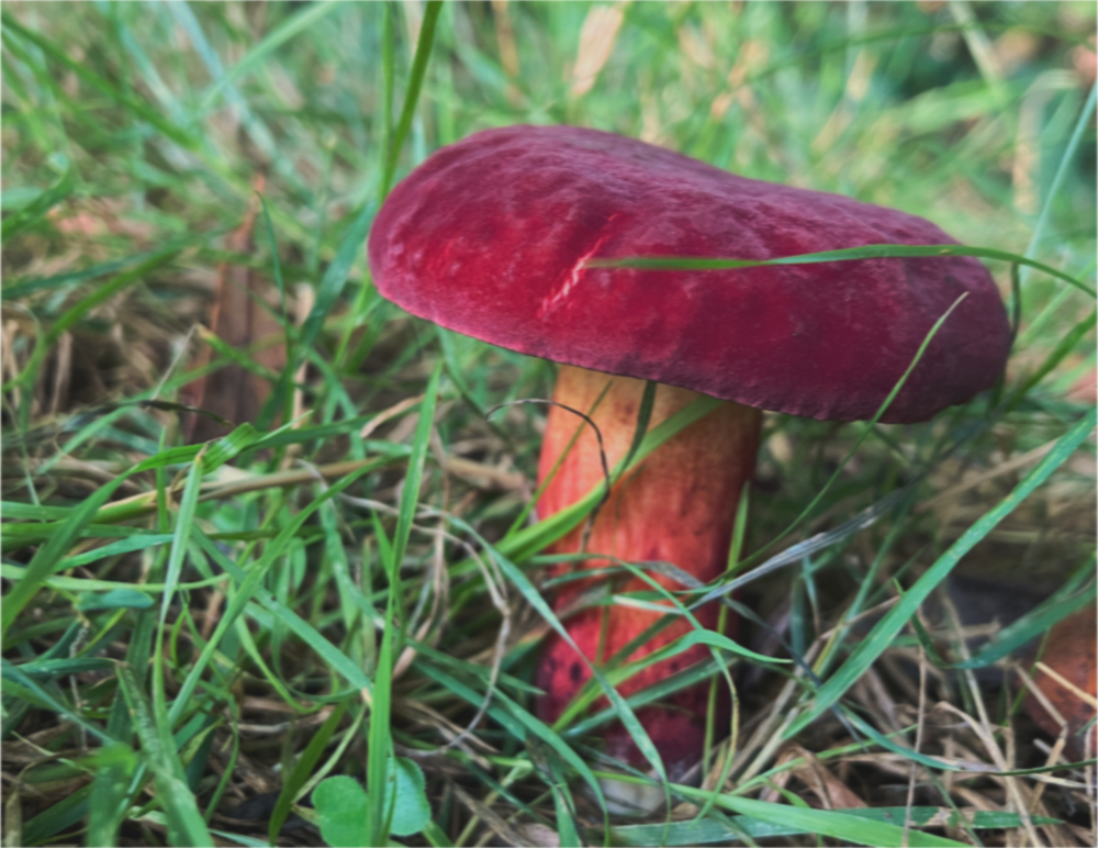 Monday Inspiration: Fairy&nbsp;Rings