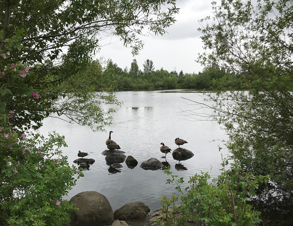 Canada geese standing on rockks in a large pond surrounded by green-leaved trees