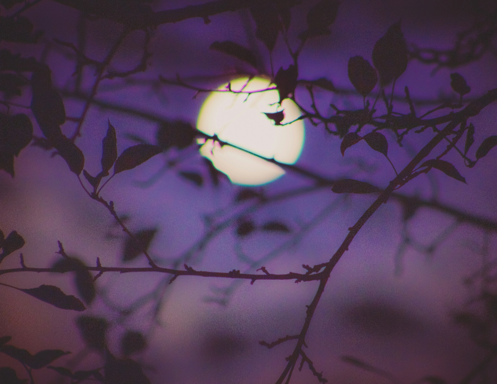 A full moon framed by leafy branches