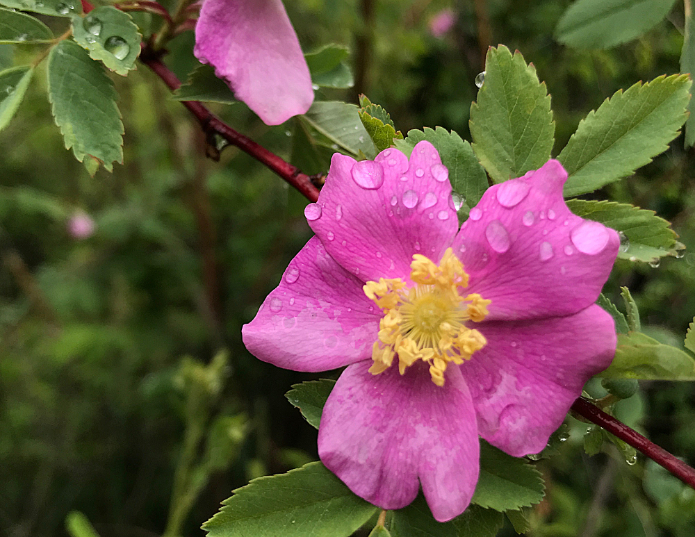 a wild rose beaded with rain drops
